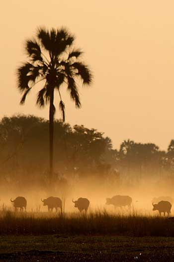 Buffalo herd in dust haze, Okavango Delta, Botswana