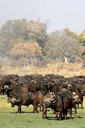 buffalo herd, Okavango Delta, Botswana