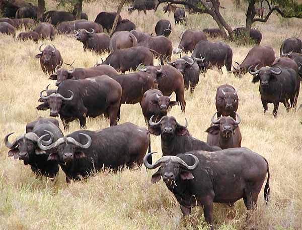 Buffalo herd grazing