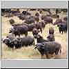 Buffalo herd