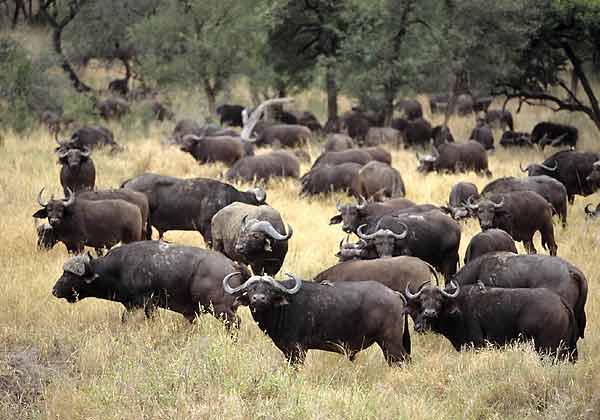 Buffalo Herd in Umfolozi Game Reserve, South Africa