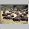 Buffalo herd, Umfolozi Game Reserve, KwaZulu-Natal, South Africa