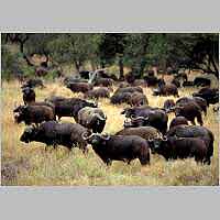 Buffalo herd