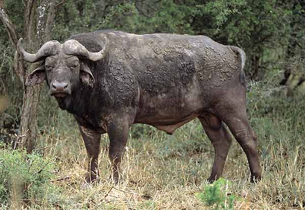 Buffallo Bull Staring Agressively