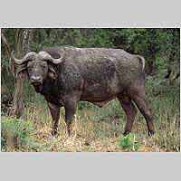 Buffalo bull