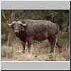 Buffalo bull, side view
