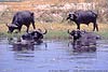 Picture of buffalo in Chobe River, Botswana
