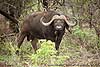 Picture of buffalo bull, Kruger Park, South Africa