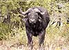 Picture of buffalo bull, Umfolozi, South Africa