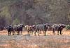 Photo of buffalo herd, Lower Zambezi, Zambia
