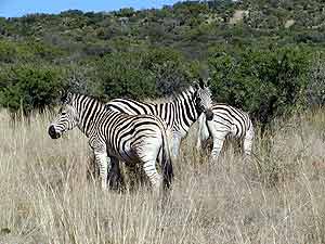 Picture of zebra without tele lens