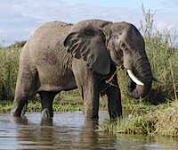 Elephant in river shallows