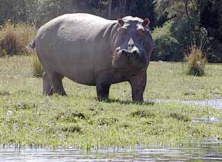 Hippo on banks of river