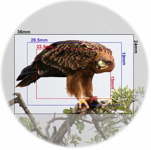 Canon Digital SLR crop factor example