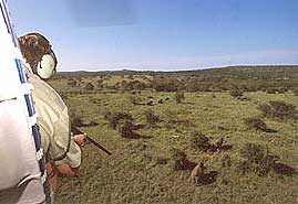Darting rhino from helicopter
