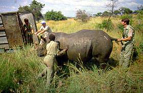 Loading rhino into capture crate