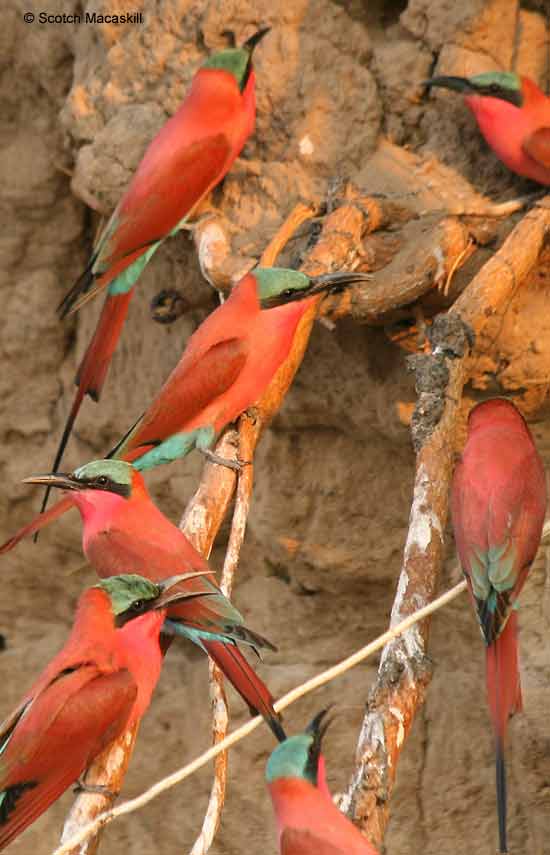 Carmine bee-eaters on riverbank