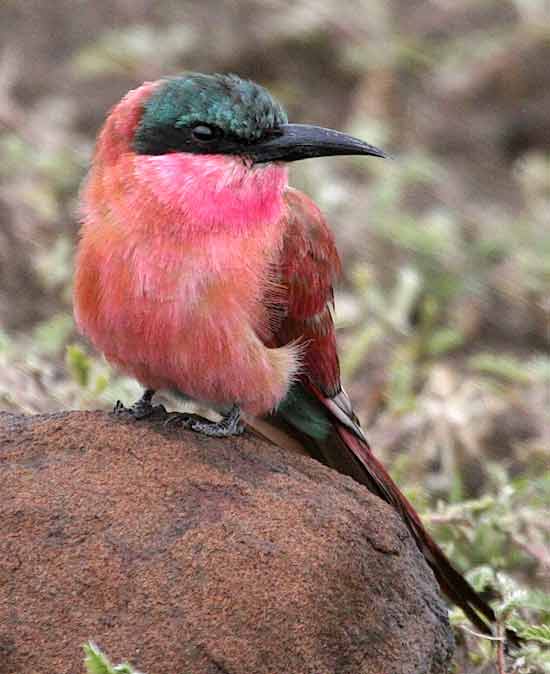 Carmine Bee-eater