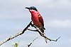 Carmine bee-eater