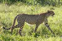 Cheetah walking in green grass