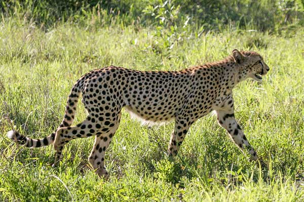 Cheetah walking in green grass