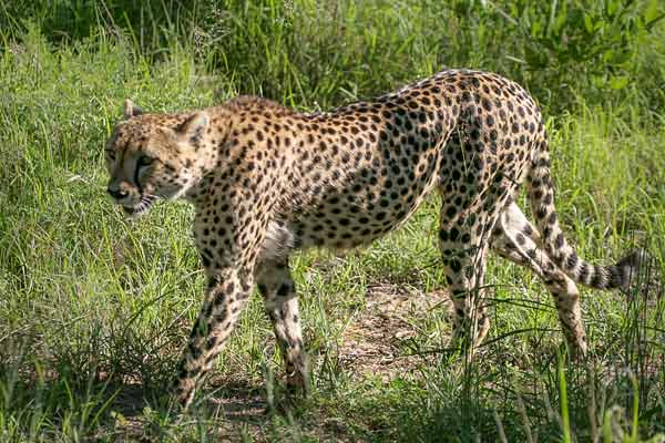 Cheetah walking, side view