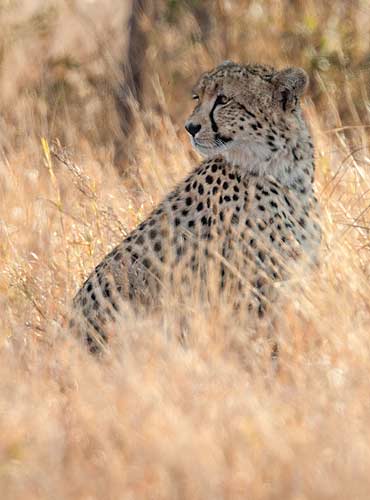 Cheetah in long winter grass, Kruger National Park