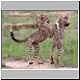 cheetah cubs play fighting