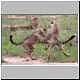 cheetah cubs practise fighting