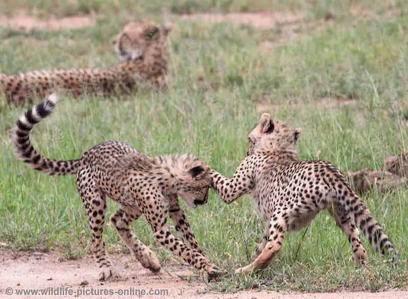 Pair of cheetah cubs try out attack skills