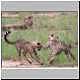 Young cheetah learning hunting