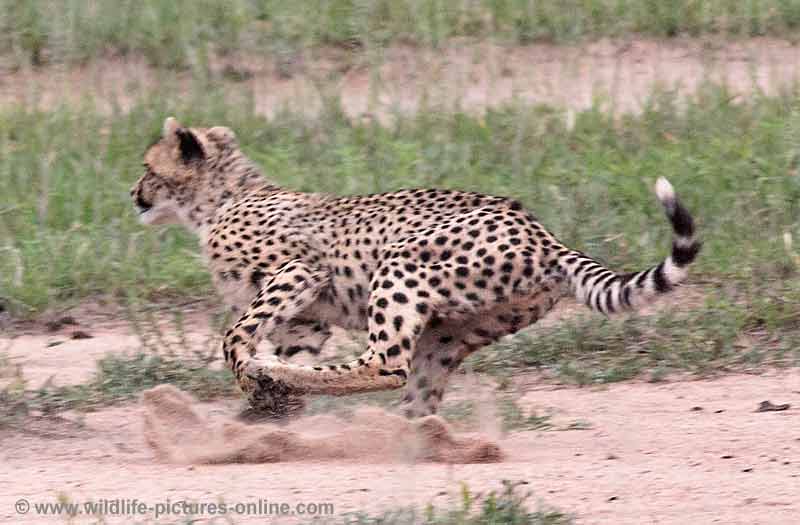 Cheetah cub practising the chase