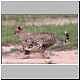 young cheetah sprinting