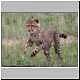cheetah cub pouncing