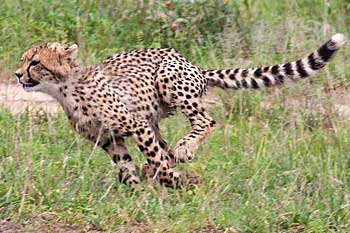 Young cheetah running, Kruger National Park