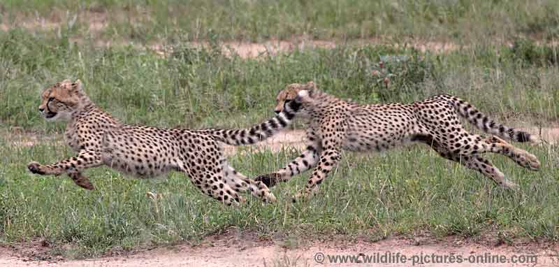 Cheetah cubs running at speed