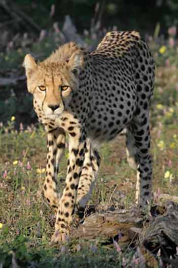 Young cheetah, front on view