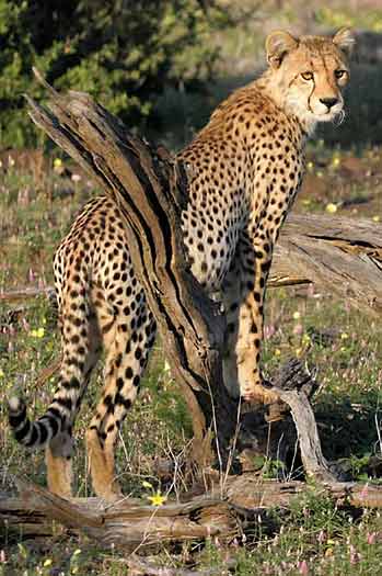 Cheetah standing on tree stump, Mashatu Game Reserve, Botswsana