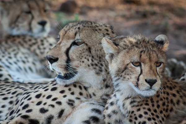 Cheetah mother and cubs