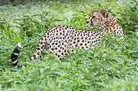 Cheetah in green vegetation, Mashatu  GR