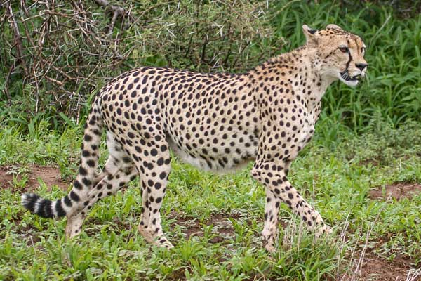 Cheetah heading off in search of prey