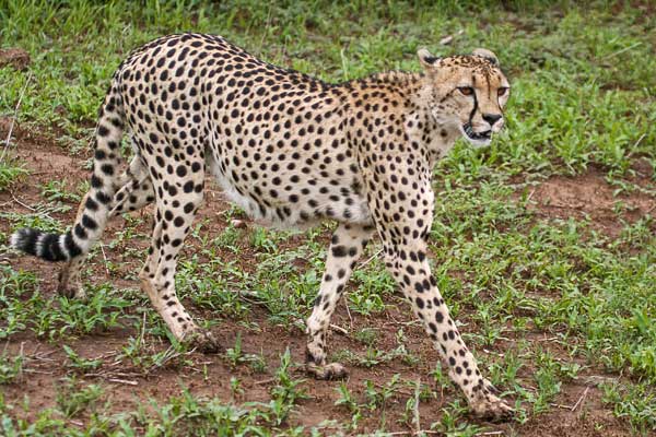 Cheetah Striding Out