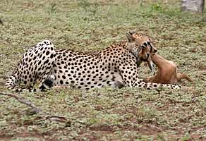 Cheetah with impala