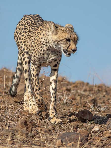 Cheetah heading down rocky slope