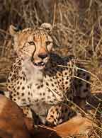 Cheetah feeding  on antelope