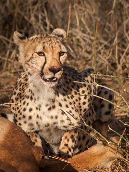 Cheetah feeding on impala antelope