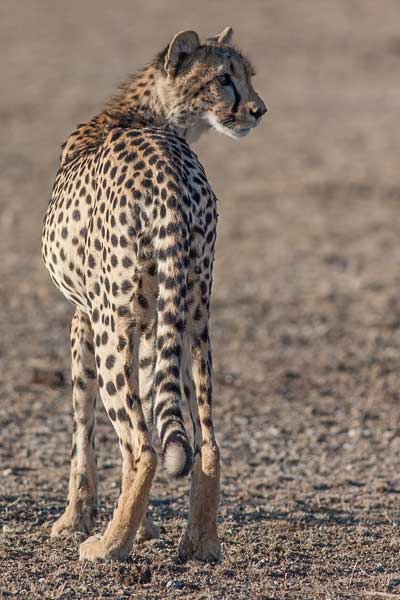 Cheetah looking back over its shoulder