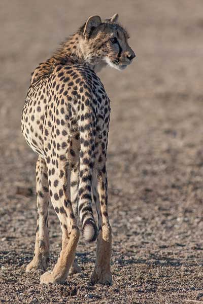 Cheetah looking back over its shoulder