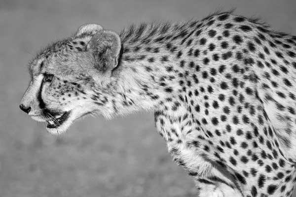 Cheetah on the prowl, close-up view
