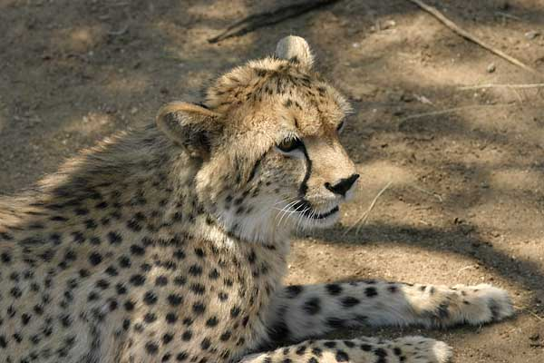 Cheetah head and torso